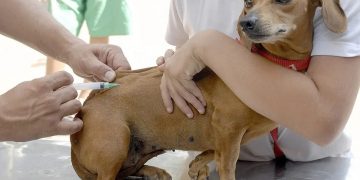 Sooretama inicia campanha de vacinação antirrábica de cães e gatos na segunda-feira (20)