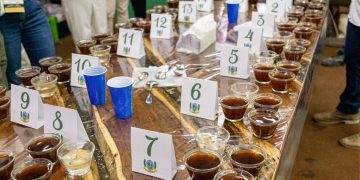 Vencedores do 5º Concurso de Qualidade do Café Conilon de Jaguaré serão anunciados nesta quinta-feira (24)